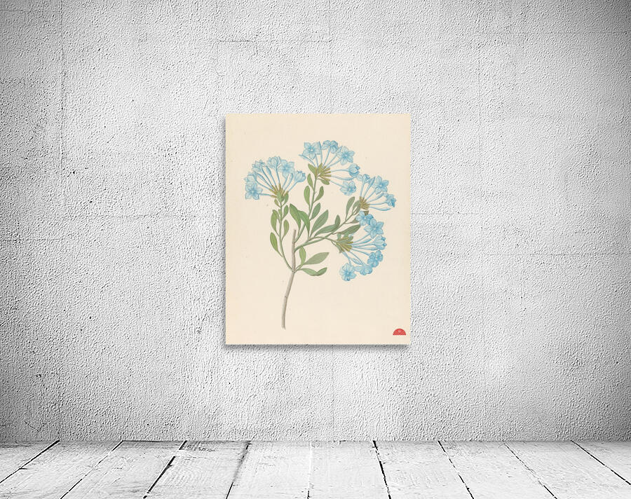 Plombago capensis [Plumbago auriculata] 1817 Wall Preview