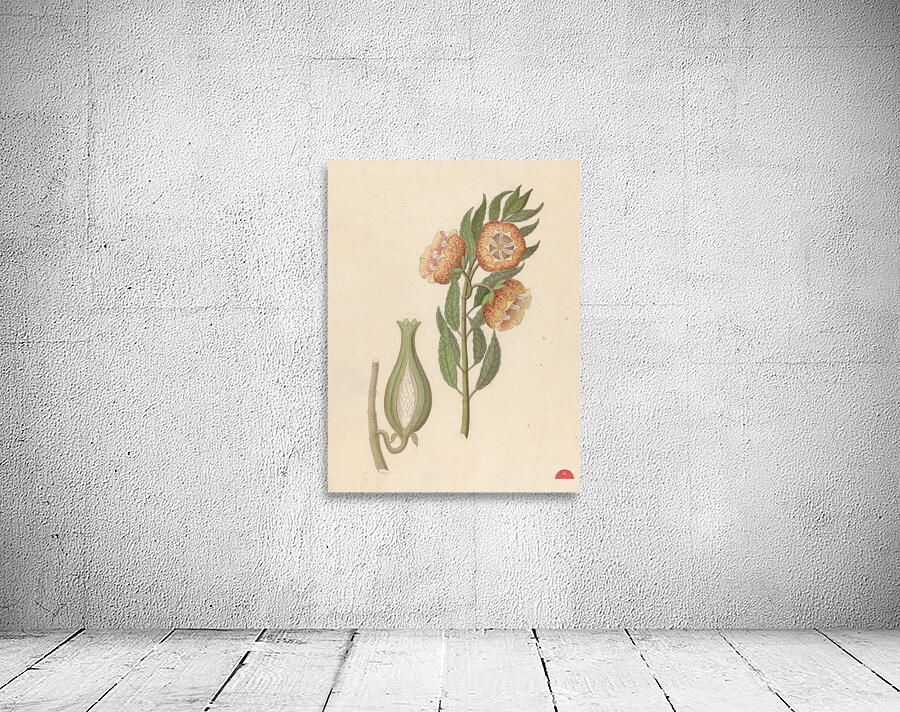 Asclepias grandiflora [Pachycarpus grandiflorus] 1817 Wall Preview