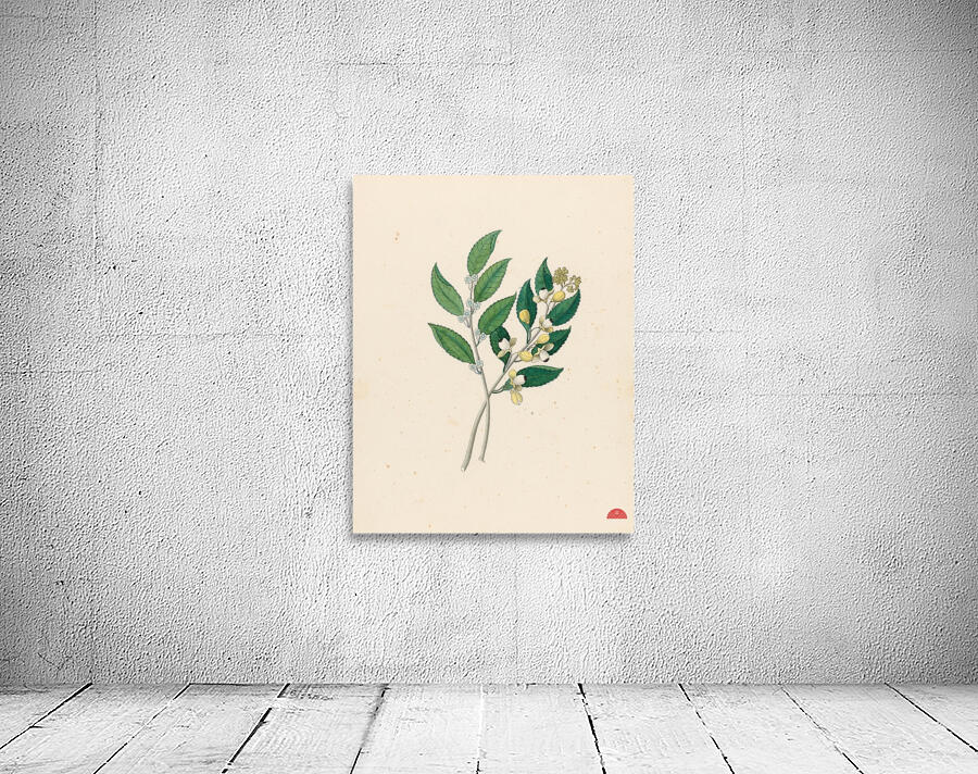 Rhamnus [Curtisia dentata] 1817 Wall Preview