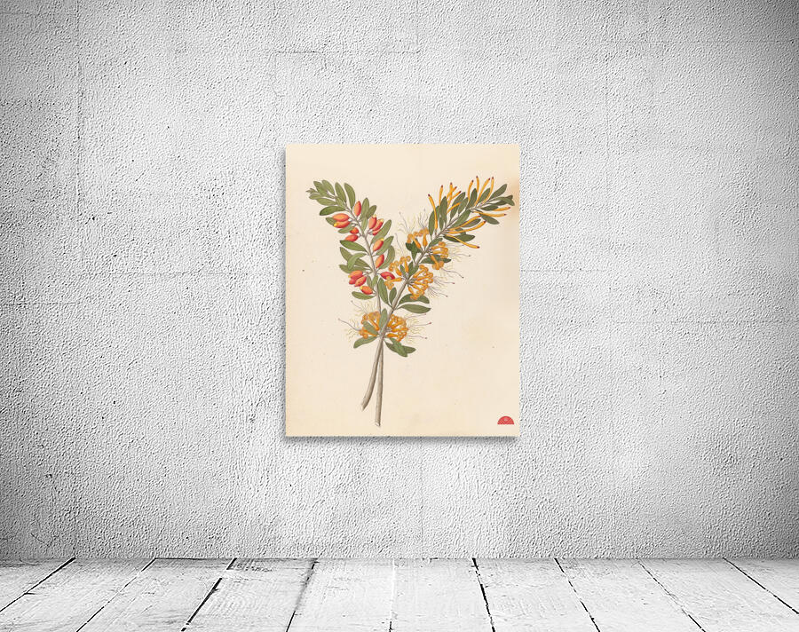 Loranthus N. Sp. [Moquiniella rubra] 1817 Wall Preview