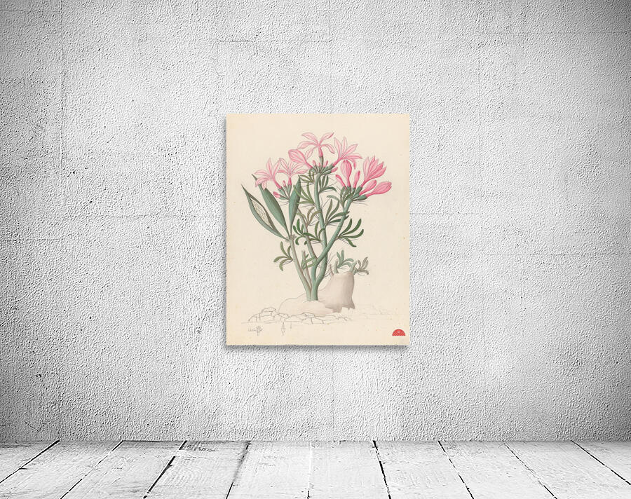 Ceropegia or Echites [Pachypodium succulentum] 1817 Wall Preview