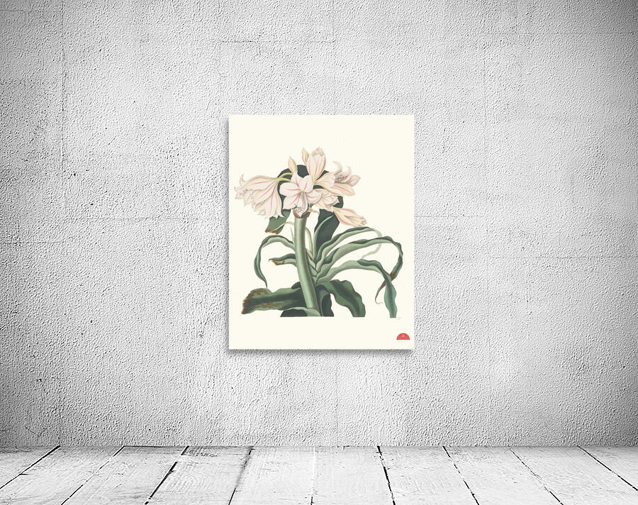 Crinum Scabrum 1834 Wall Preview