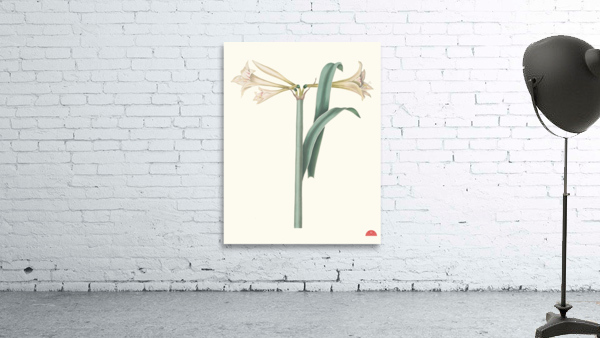 Amaryllis Harrisoni 1834 Wall Preview