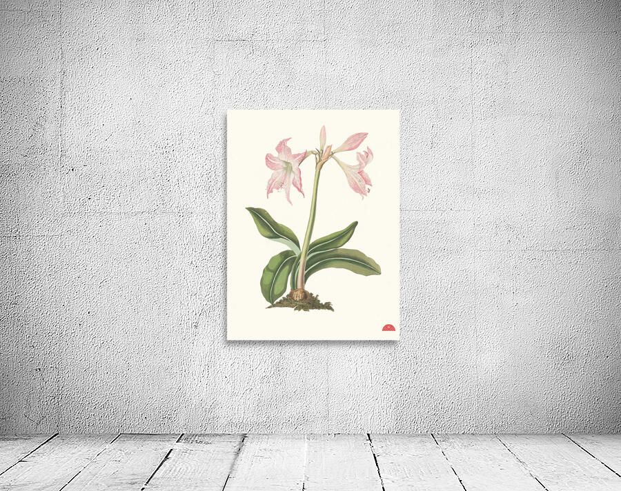 Amaryllis Steilatafolia 1834 Wall Preview