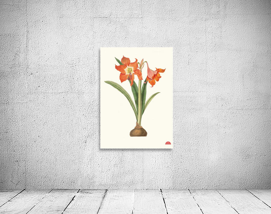 Amaryllis Equestris Major 1834 Wall Preview