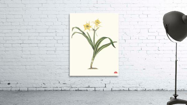 Pancratium Amancaes 1834 Wall Preview