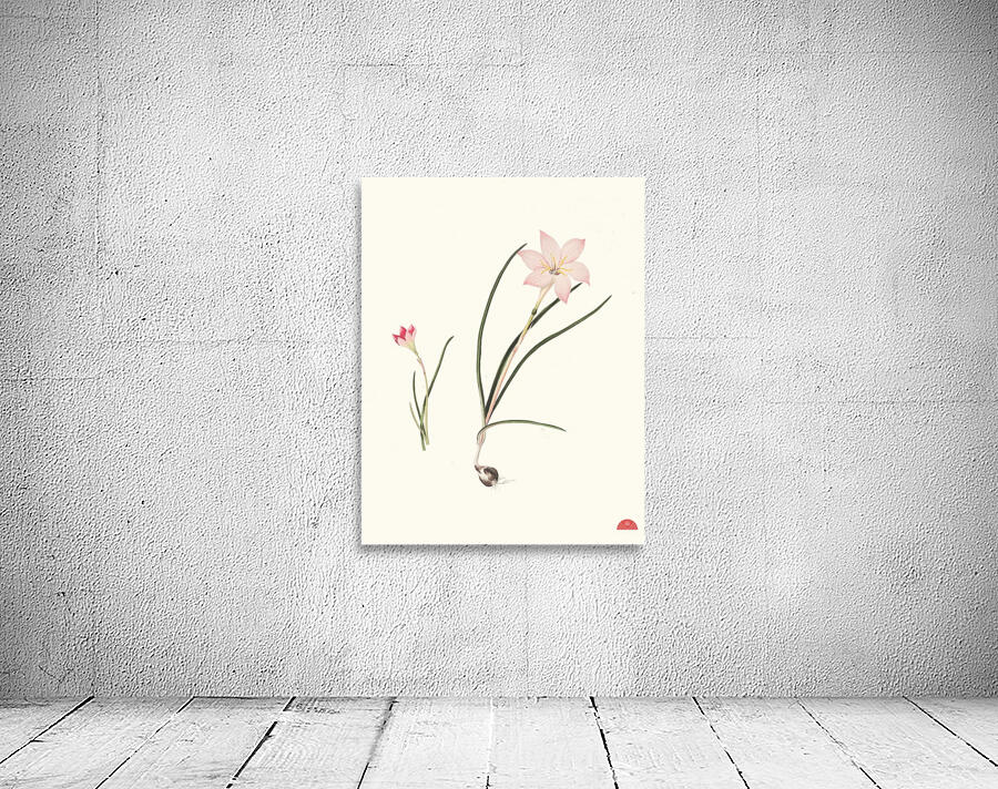 1. Zephyranthes Carinatus. 2. Zephyranthes Rosea. 1834 Wall Preview