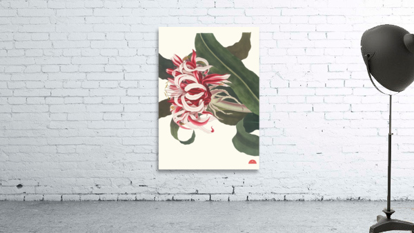 Crinium Augustum. [Queen Emma] 1834 Wall Preview