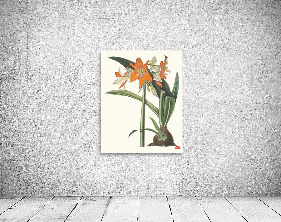 Amaryllis Fulgida 1834 Wall Preview