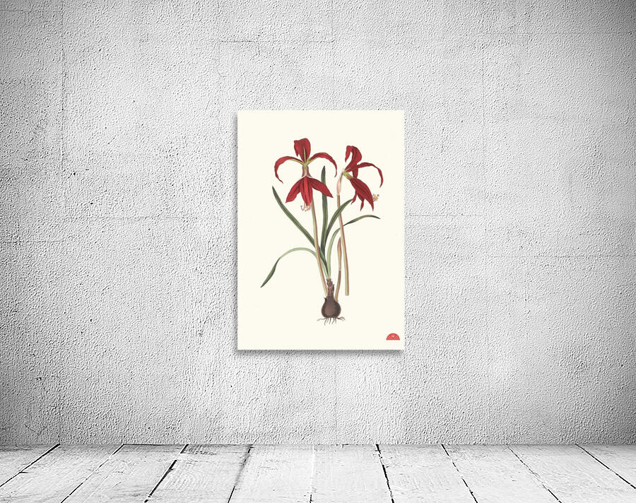 Amaryllis Formosissima. 1834 Wall Preview