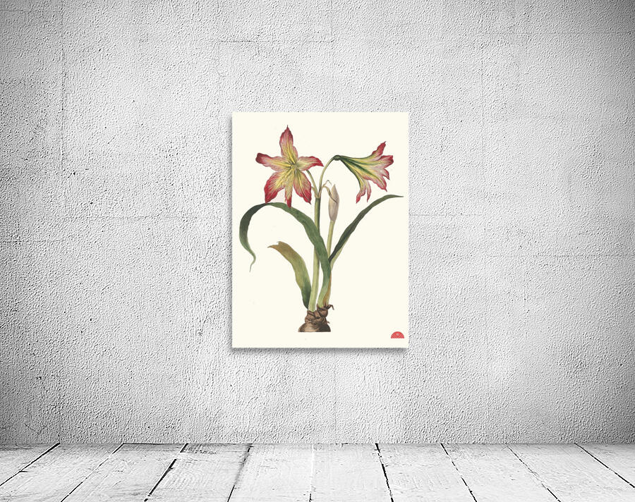 Amaryllis Psittacina 1834 Wall Preview