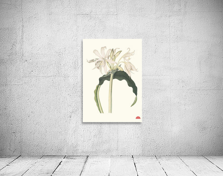 Amaryllis Aulica 1834 Wall Preview