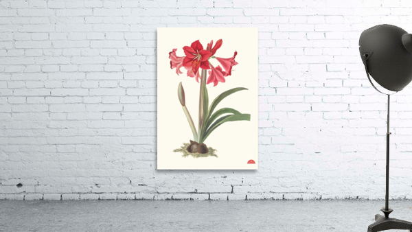 Amaryllis Johnsoni. 1834 Wall Preview