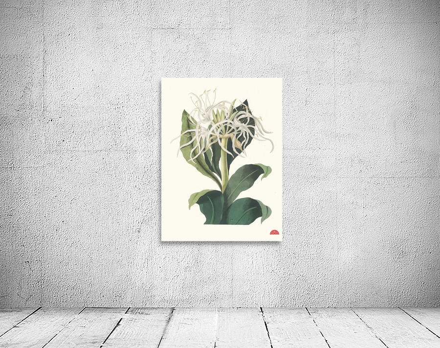 Pancratium Specidsum 1834 Wall Preview