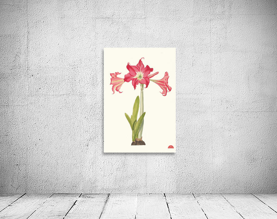 Amaryllis Solandriflora Var. Or Amaryllis Johnsoni 1834 Wall Preview