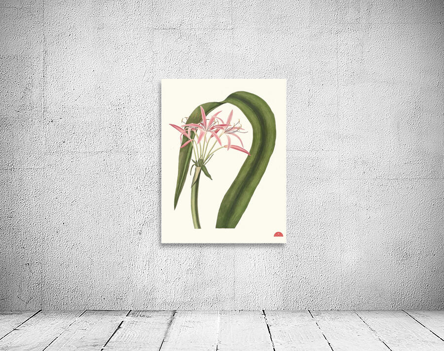 Crinum Cruentum 1834 Wall Preview