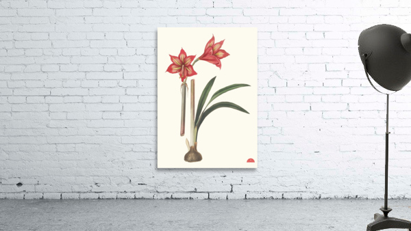Amaryllis Correiensis. 1834 Wall Preview