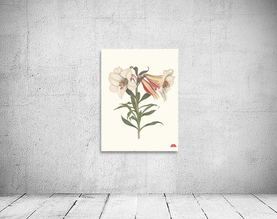 Lilium Japonicum. 1834 Wall Preview