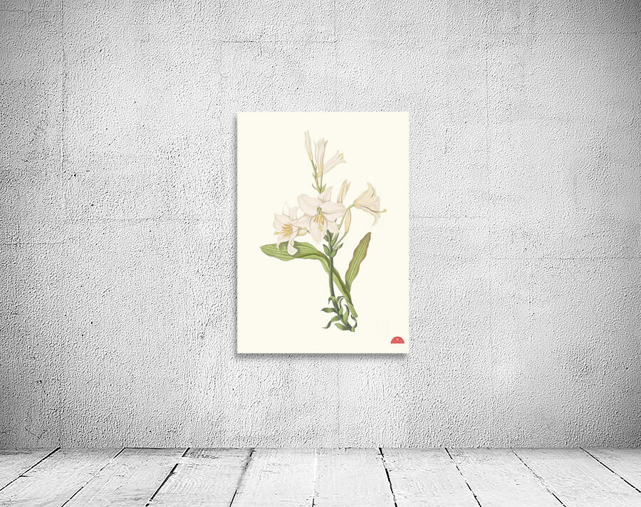 Lilium Candidum 1834 Wall Preview