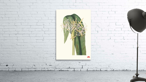 Crinum Declinatum 1834 Wall Preview