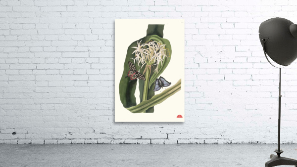 Crinum Pedunculatum. [River Lily] 1834 Wall Preview