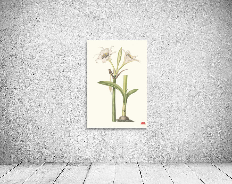 Pancratium Calathinum. 1834 Wall Preview