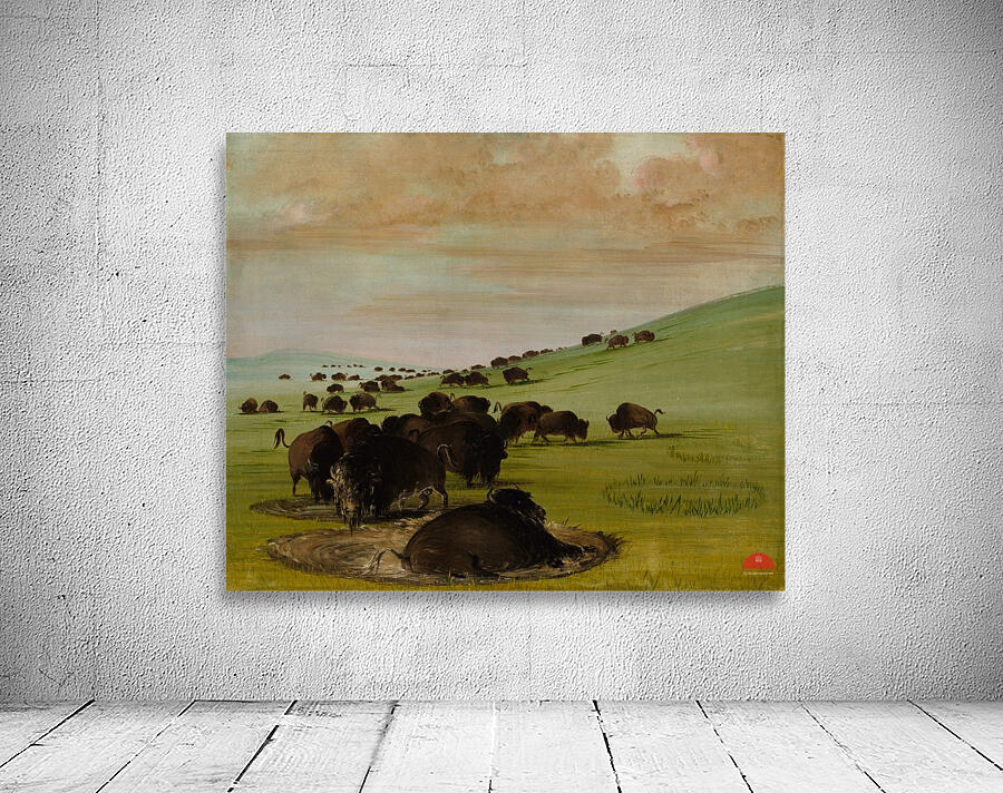 Buffalo Bulls in a Wallow 1837-1839 Wall Preview