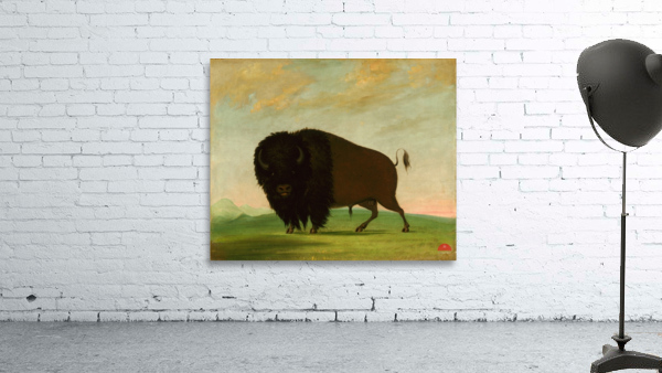 Buffalo Bull Grazing on the Prairie 1832-1833 Wall Preview
