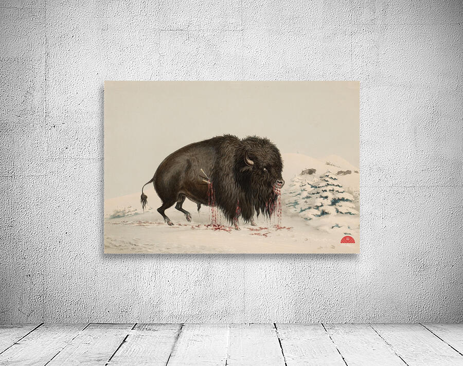 Wounded Buffalo Bull 1844 Wall Preview