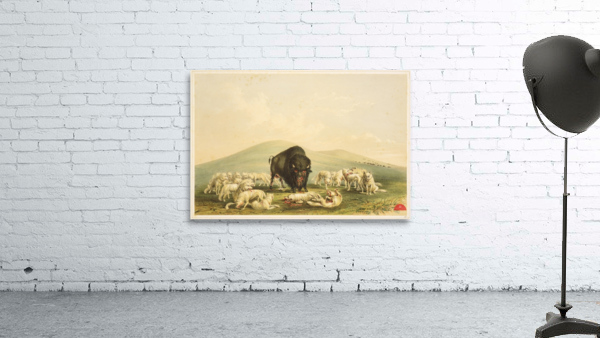 Buffalo Hunt White Wolves Attacking Buffalo Bull 1844  Wall Preview
