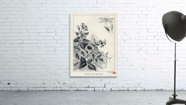 Trout Flies  Wall Preview