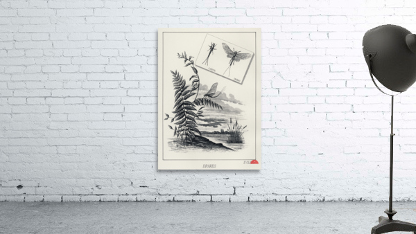 Drakes  Wall Preview