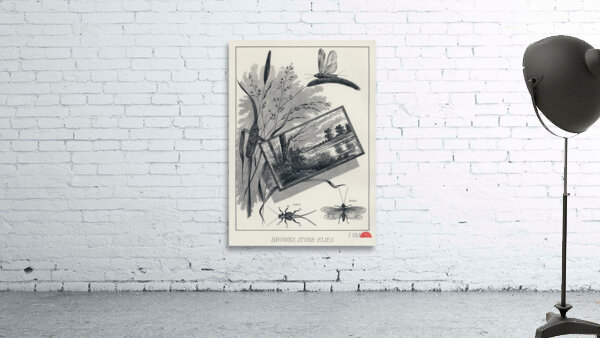 Brown Stone-flies  Wall Preview