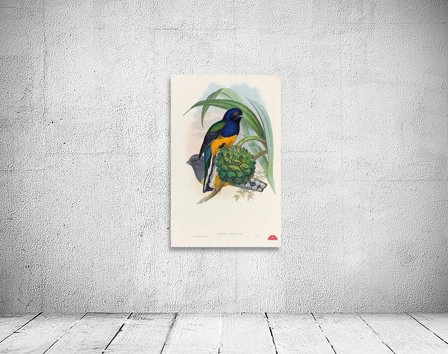 John Gould trogons 019 Wall Preview