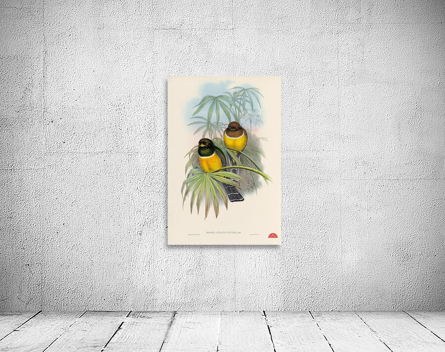 John Gould trogons 006 Wall Preview