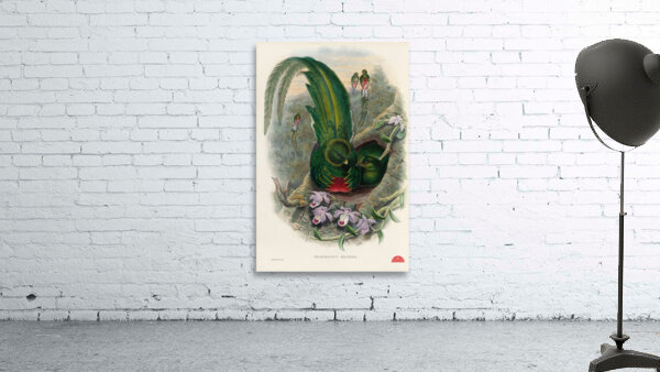 John Gould trogons 027 Wall Preview