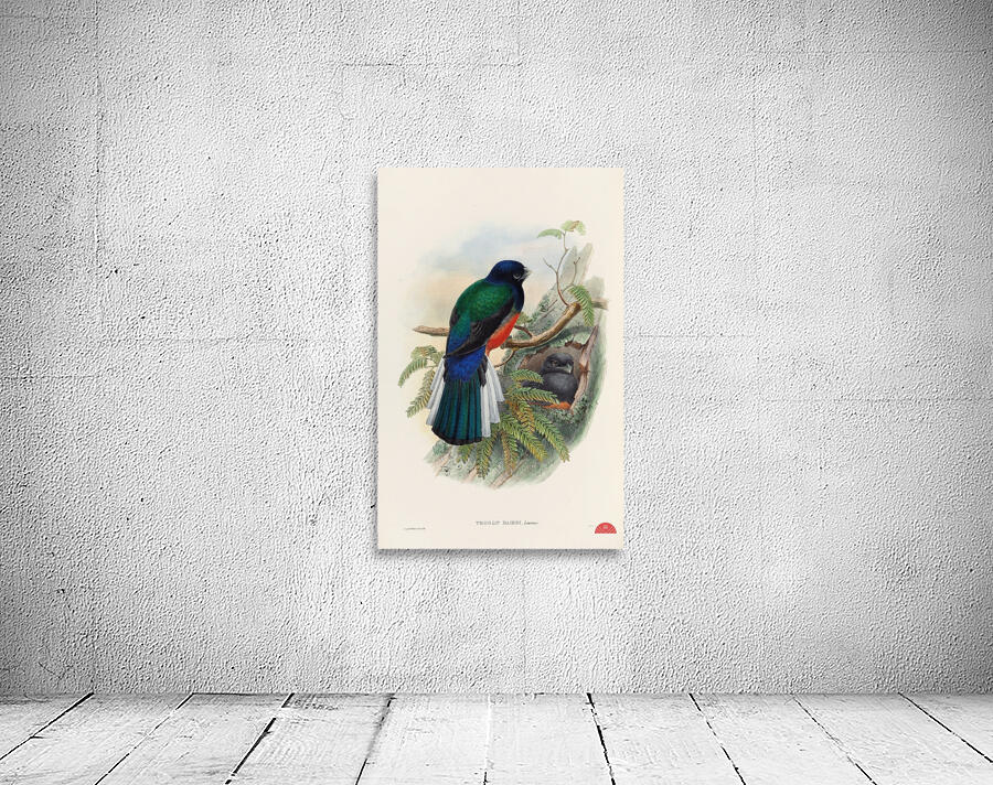 John Gould trogons 031 Wall Preview