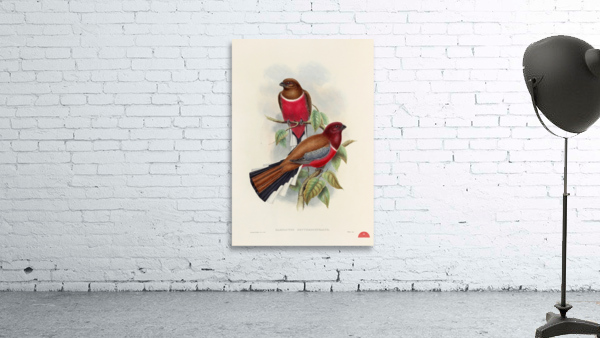 John Gould trogons 047 Wall Preview