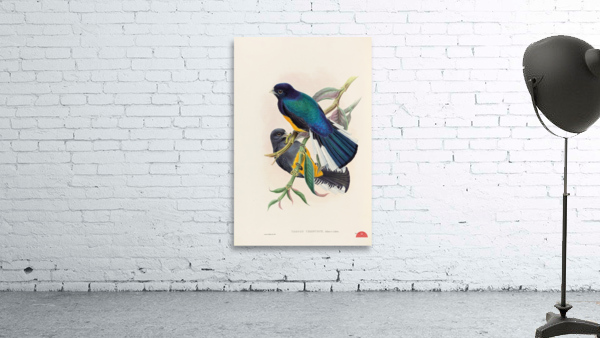 John Gould trogons 030 Wall Preview