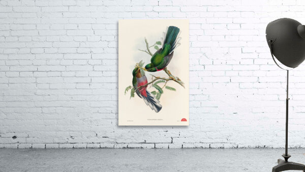 John Gould trogons 036 Wall Preview