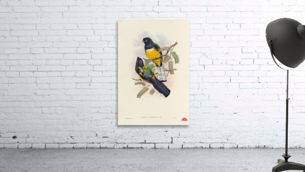 John Gould trogons 045 Wall Preview