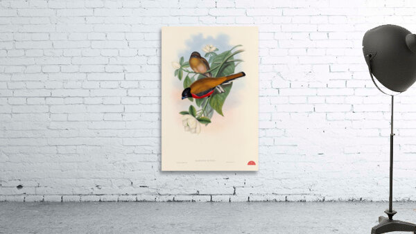 John Gould trogons 013 Wall Preview
