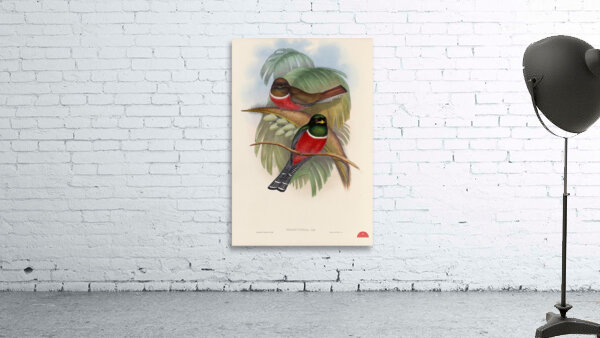 John Gould trogons 005 Wall Preview