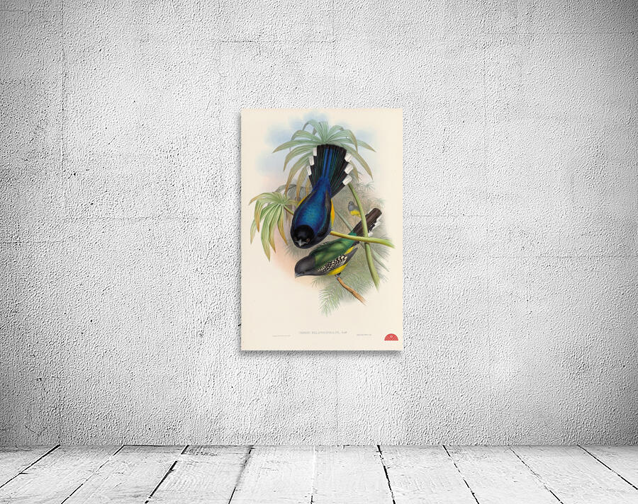 John Gould trogons 007 Wall Preview