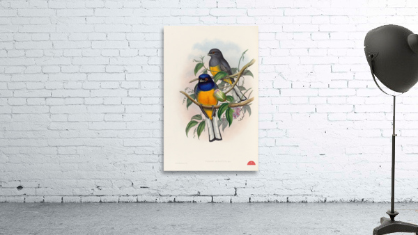 John Gould trogons 018 Wall Preview
