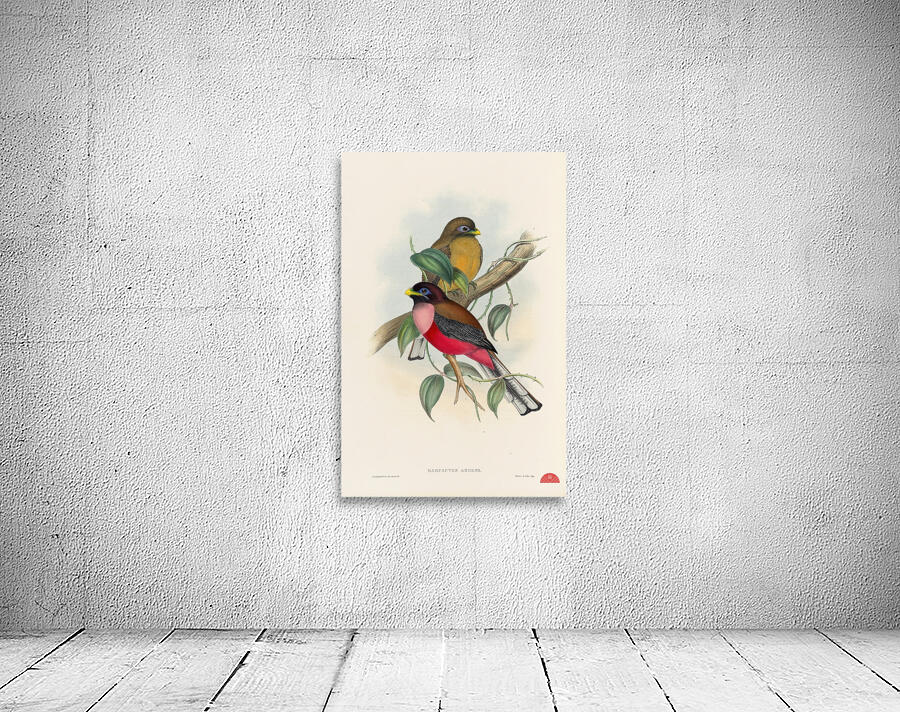 John Gould trogons 022 Wall Preview