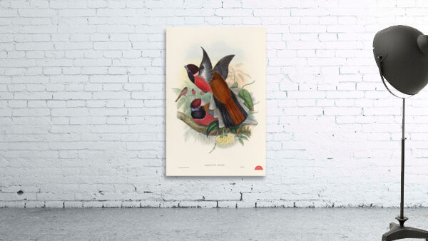 John Gould trogons 034 Wall Preview