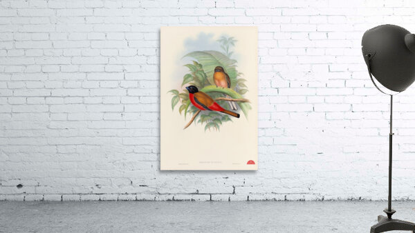 John Gould trogons 012 Wall Preview