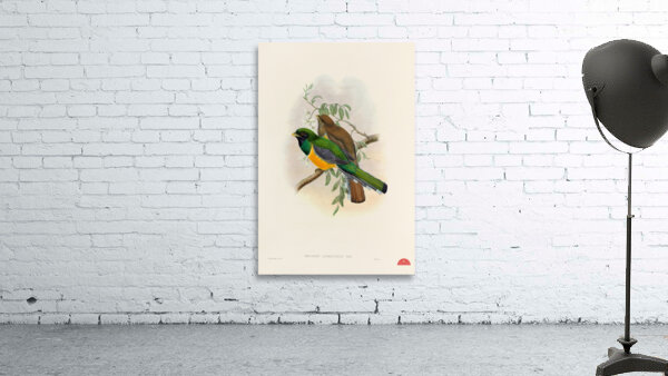 John Gould trogons 040 Wall Preview