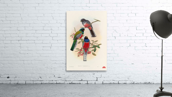 John Gould trogons 042 Wall Preview